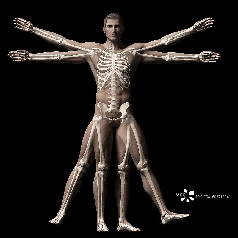 维特鲁威人骨骼，插图图片素材