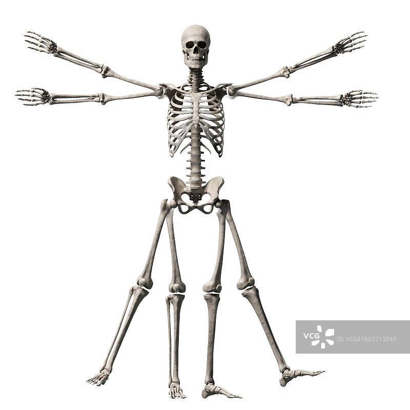 维特鲁威人骨骼，插图图片素材