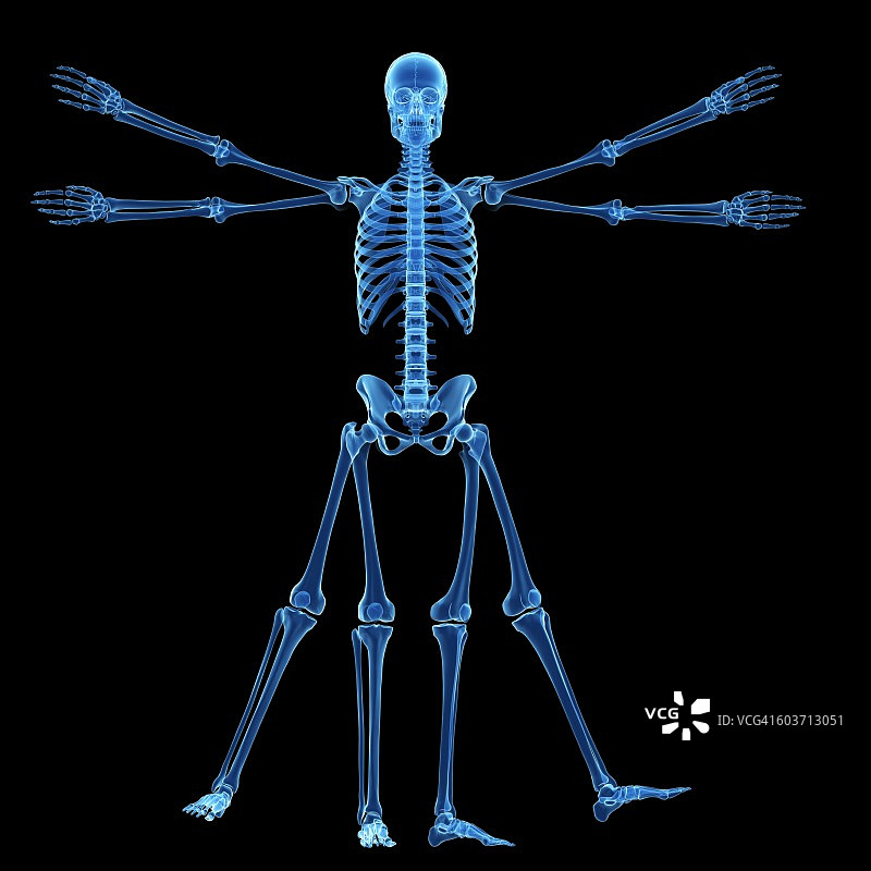 维特鲁威人骨骼，插图图片素材