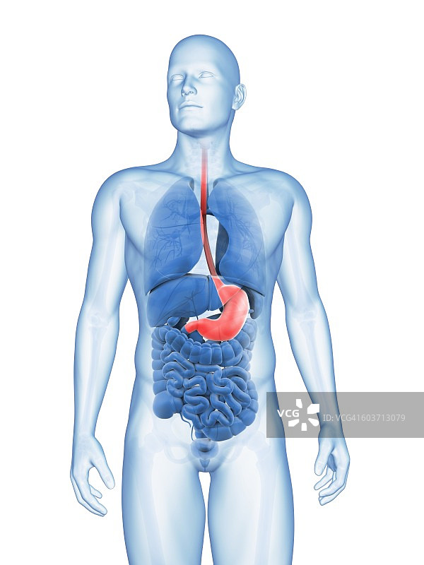人类胃部插图图片素材