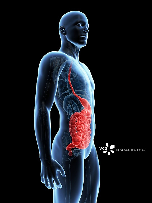 人体消化系统图图片素材