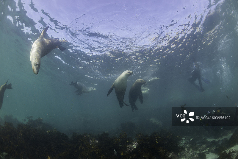嬉戏的海狮图片素材