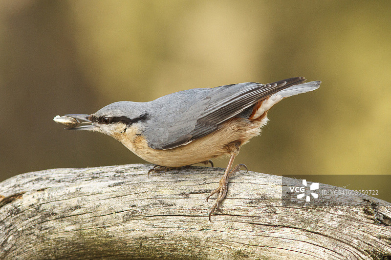 欧洲山雀图片素材