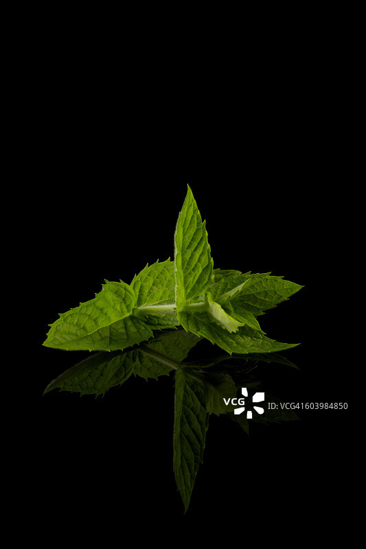 新鲜生薄荷叶图片素材