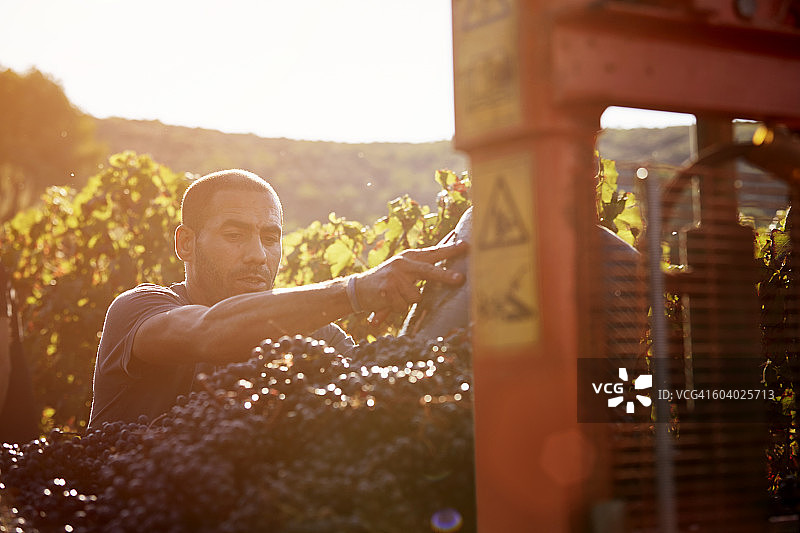 中年农民采摘葡萄图片素材