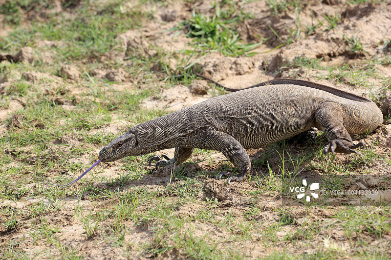 孟加拉巨蜥图片素材