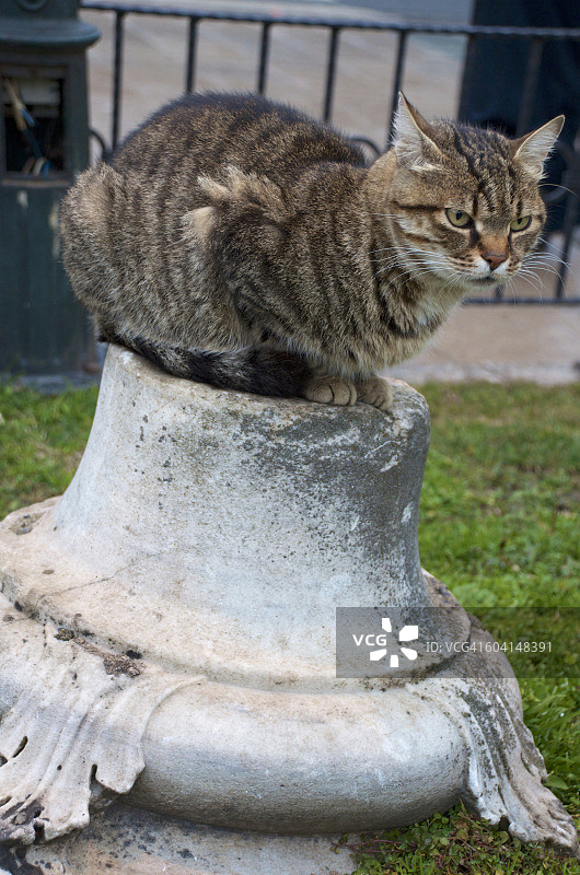 台座上的猫图片素材