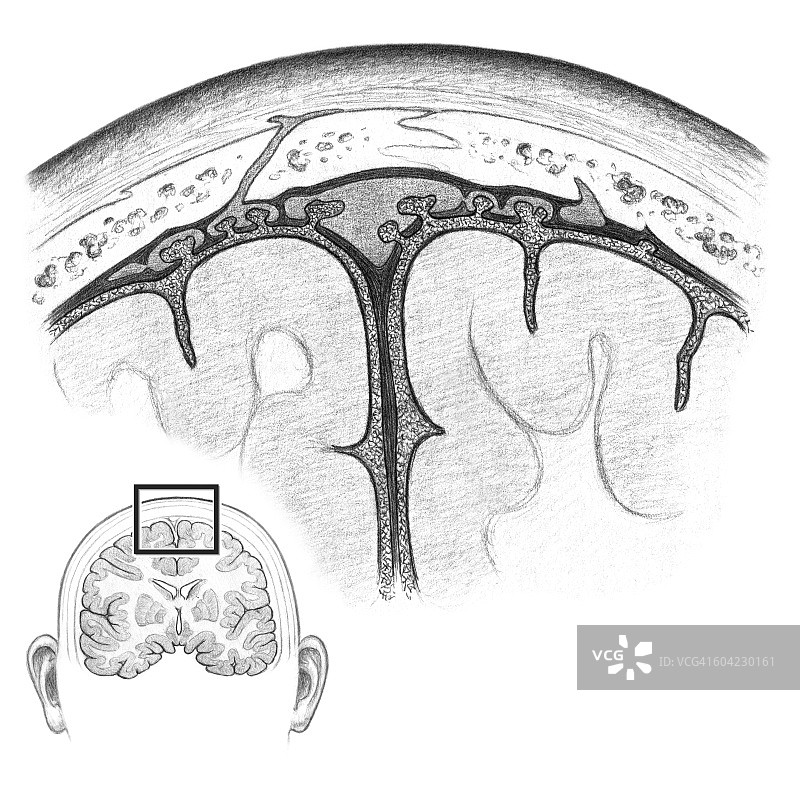 大脑脑膜图片素材