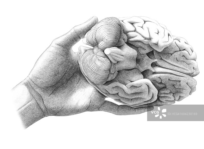 手中的人脑图片素材