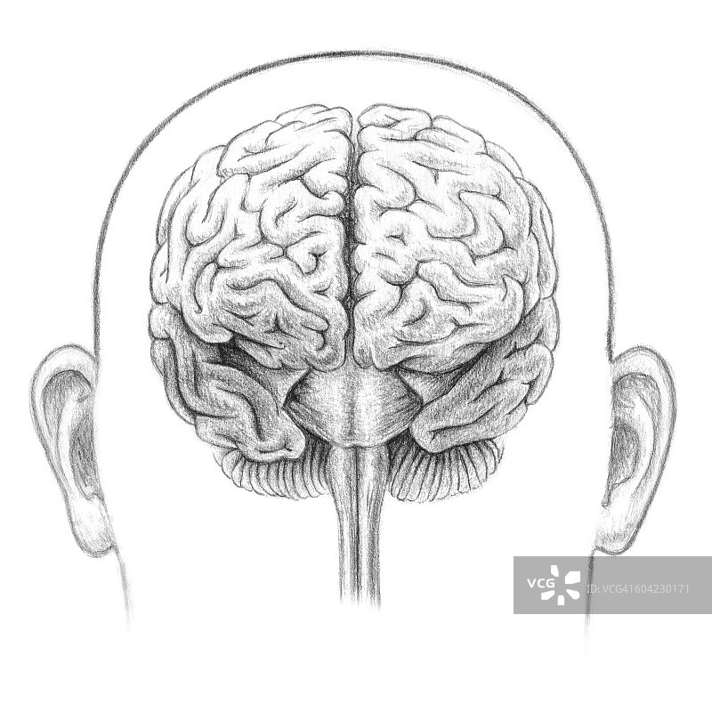 人脑正面图图片素材