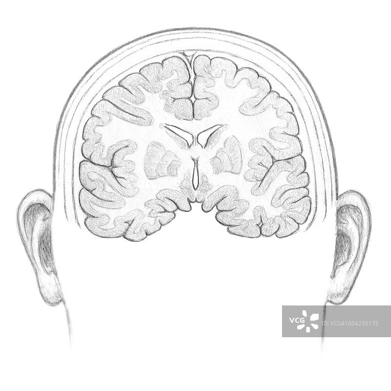 人脑横截面正面图图片素材