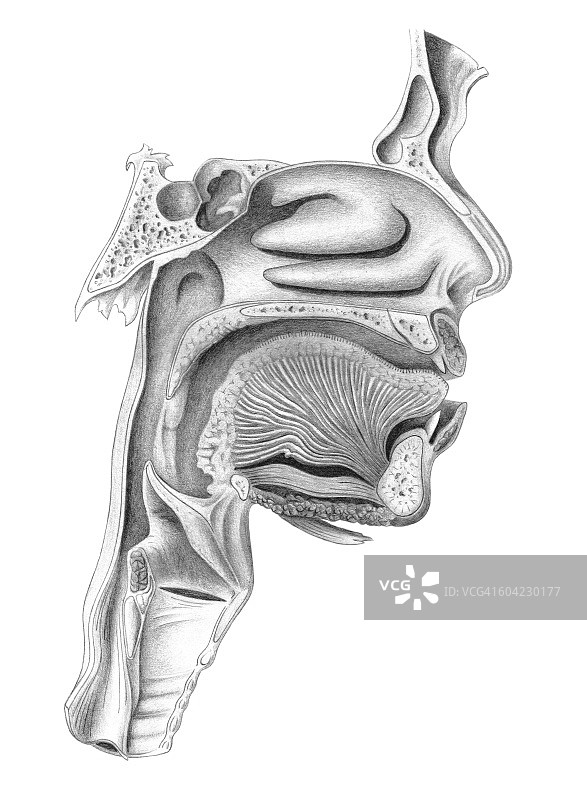 鼻子、嘴巴和喉咙横截面侧视图图片素材