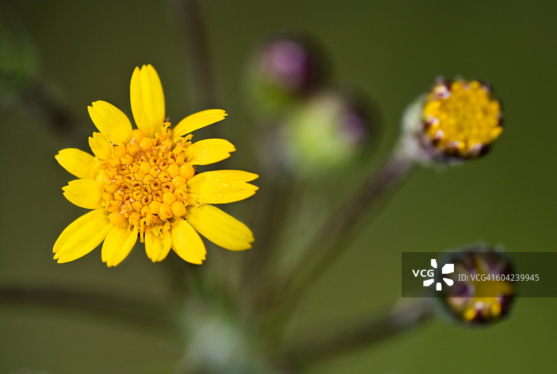 春天的第一个迹象图片素材