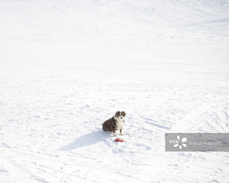 雪地里的宠物图片素材