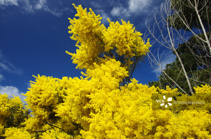 春天的第一个迹象图片素材