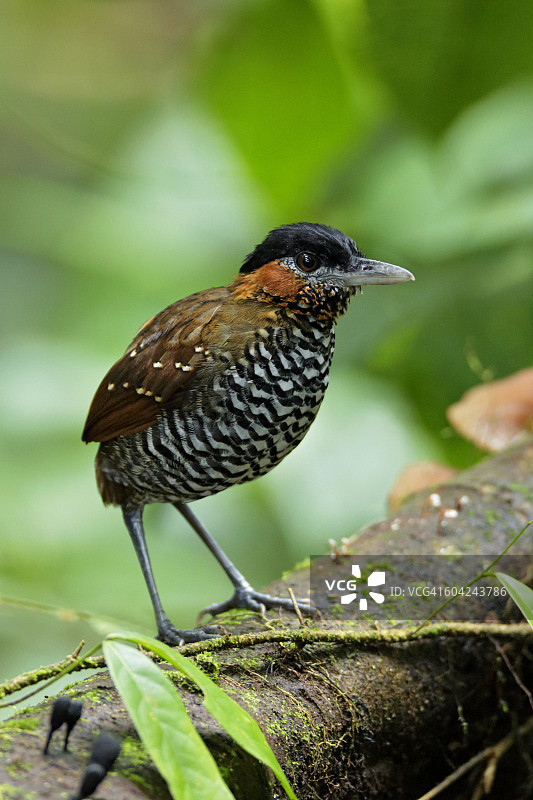 黑冠蚁鸫图片素材