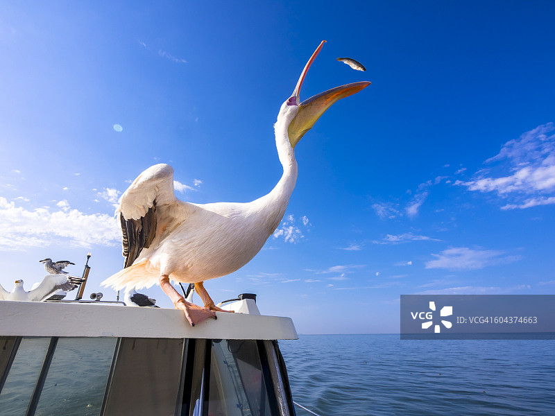 纳米比亚埃龙戈省：站在船上捕鱼的白鹈鹕图片素材