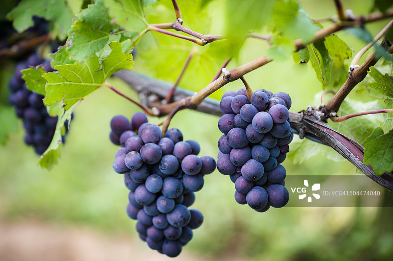 加拿大尼亚加拉地区的灰皮诺葡萄图片素材