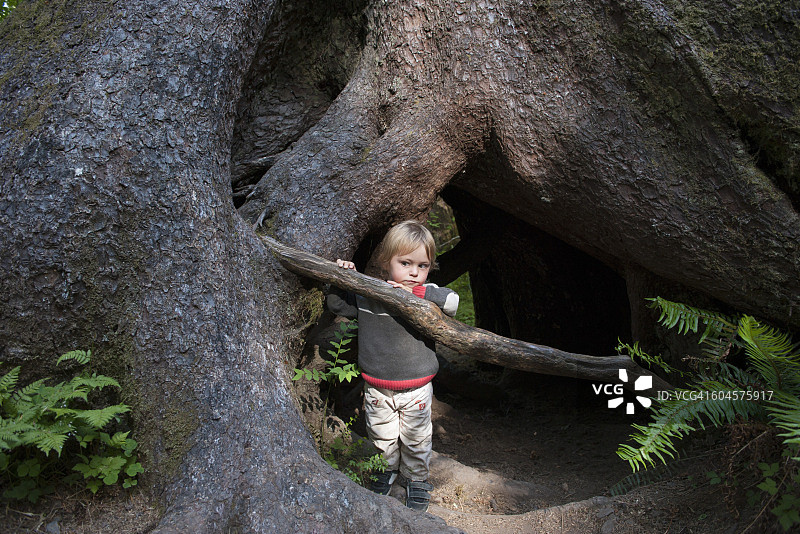 孩子藏在古树根后图片素材