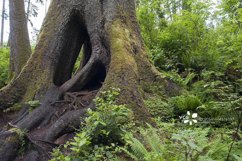 空心锡特卡云杉树干图片素材
