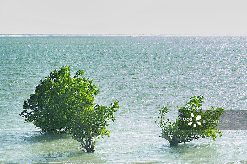 马达加斯加海中生长的红树林图片素材