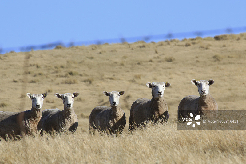 五只绵羊图片素材