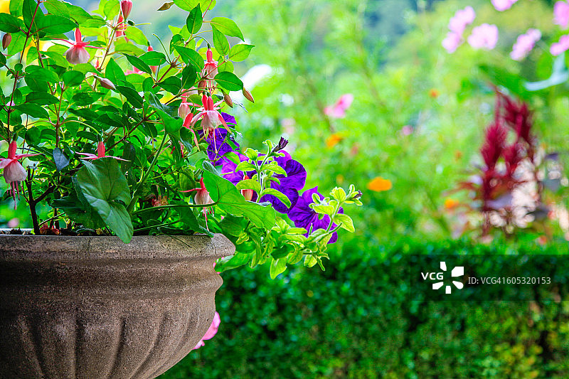 石制花瓶中的美丽夏日鲜花图片素材