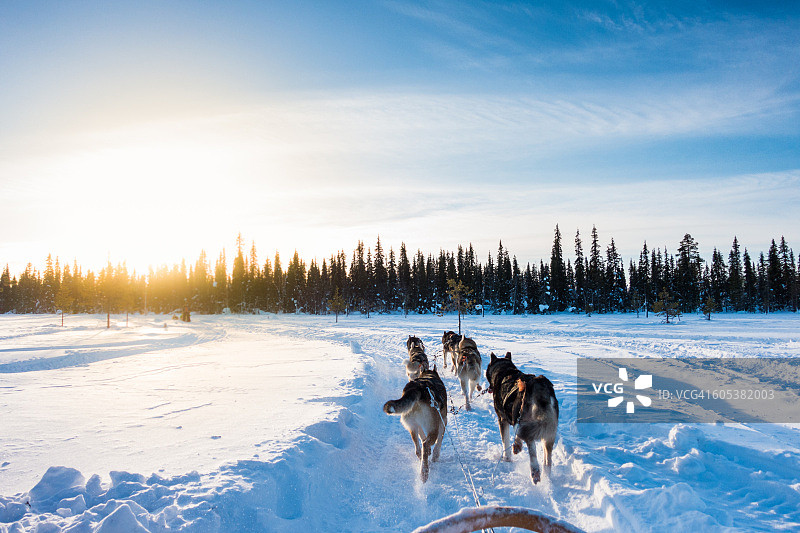 早上在芬兰拉普兰的狗拉雪橇图片素材