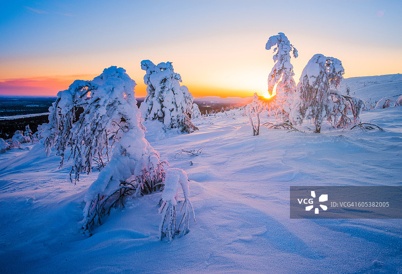 芬兰拉普兰地区日出时白雪覆盖的树木图片素材