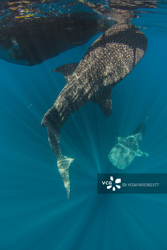 印度尼西亚巴布亚省，真德拉瓦锡湾的渔网旁的鲸鲨图片素材