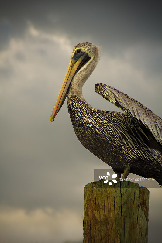 佛罗里达州珍宝岛木桩上的鹈鹕图片素材