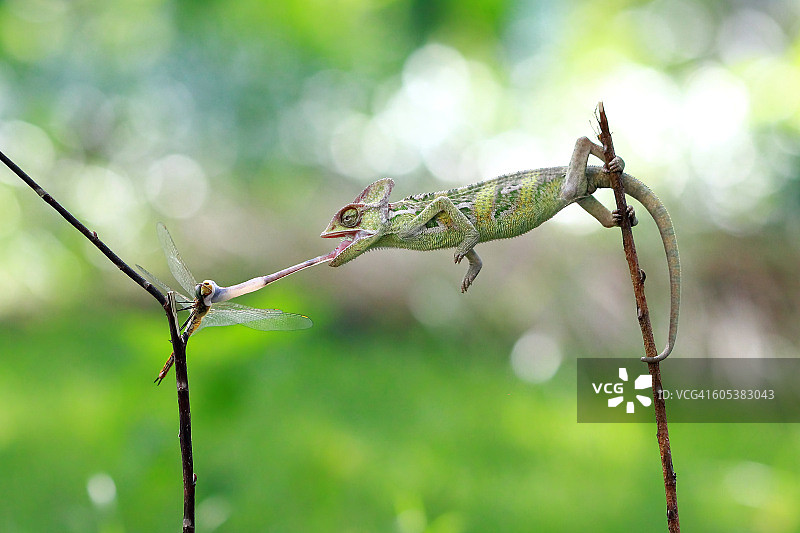 变色龙捕食蜻蜓图片素材