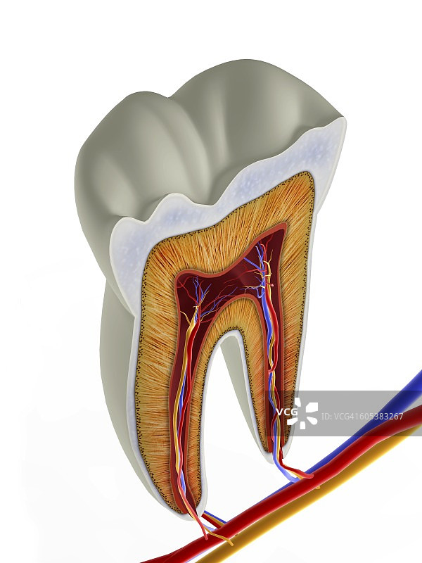 臼齿横截面图片素材