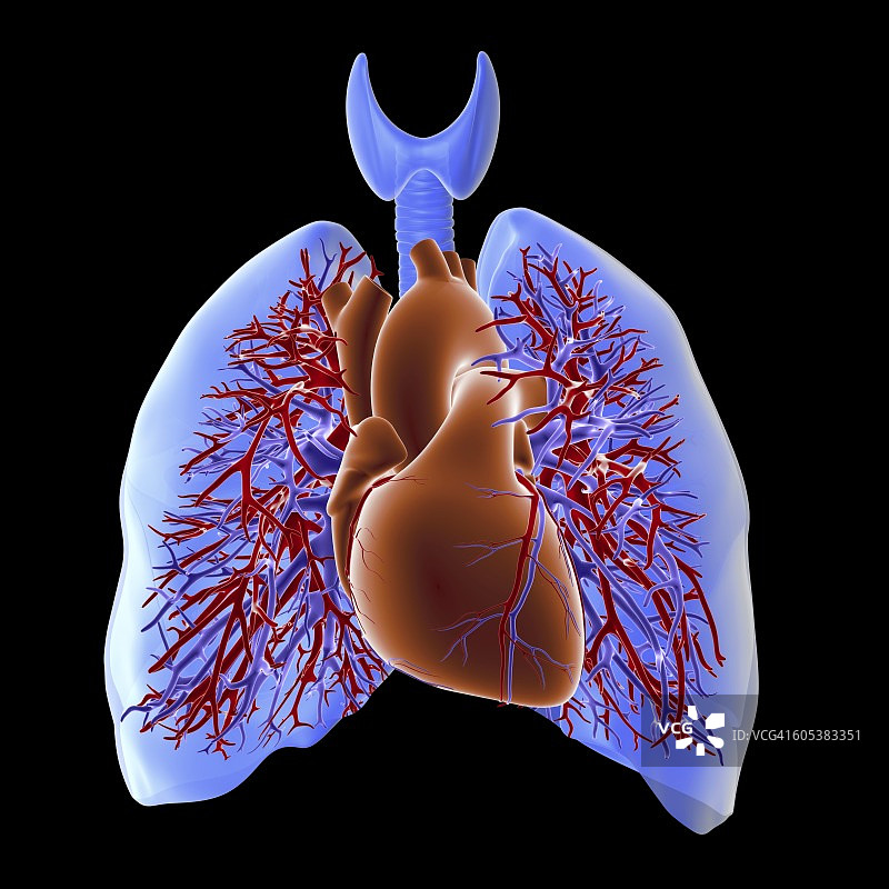 心脏和肺的循环系统图片素材