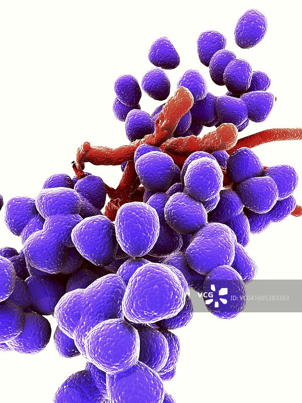 粪肠球菌，细菌，艺术作品图片素材