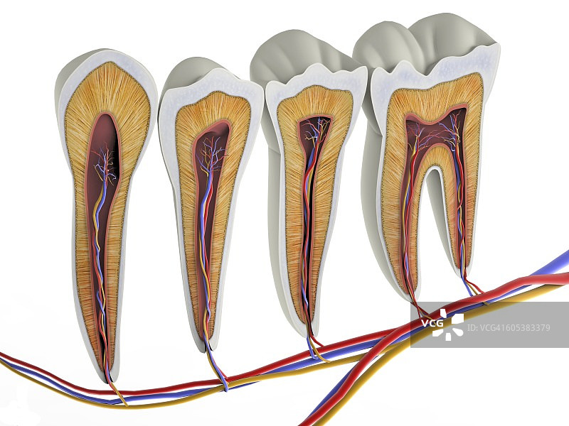 牙齿横截面示意图图片素材