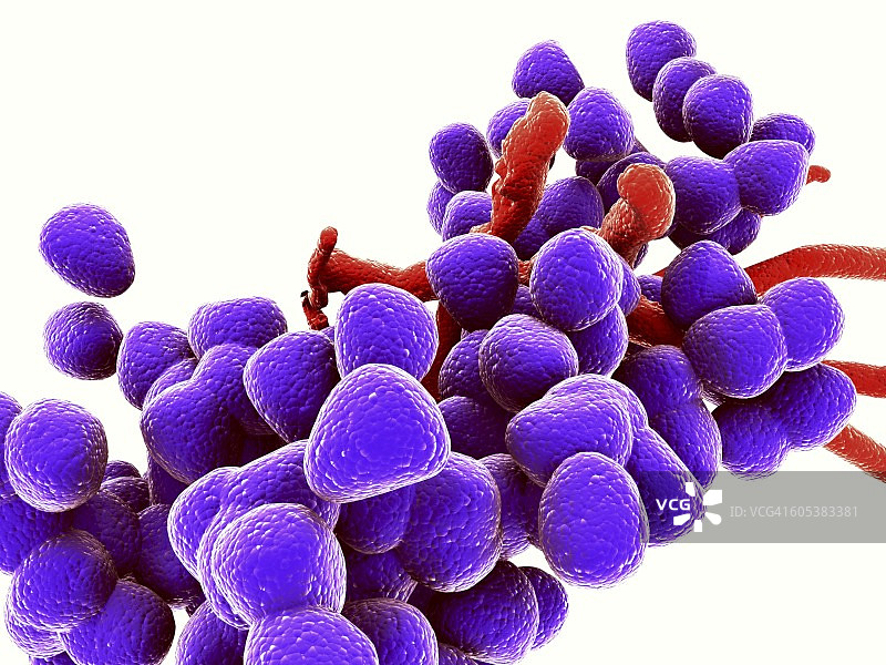 粪肠球菌，细菌，艺术作品图片素材