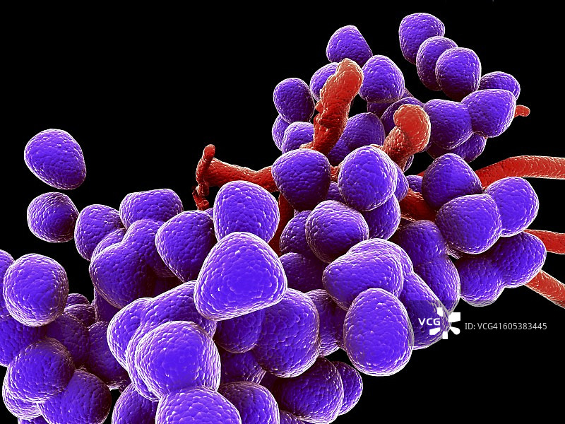 粪肠球菌，细菌，艺术作品图片素材