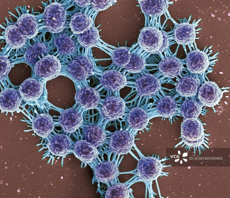 唾液与细菌，扫描电镜图图片素材