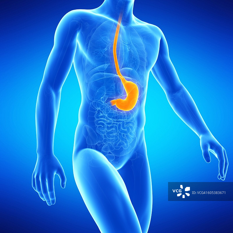 胃、插图图片素材
