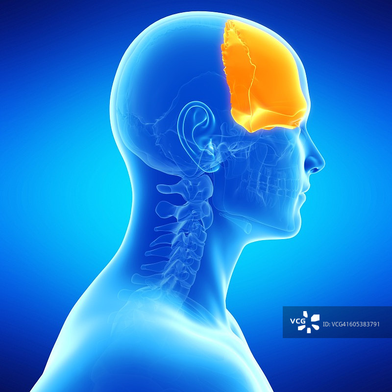 人类头骨额骨插图图片素材