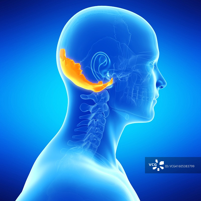 人类枕骨插图图片素材