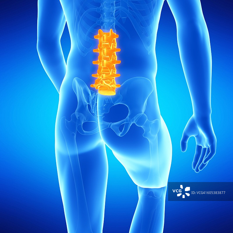 腰椎插图图片素材