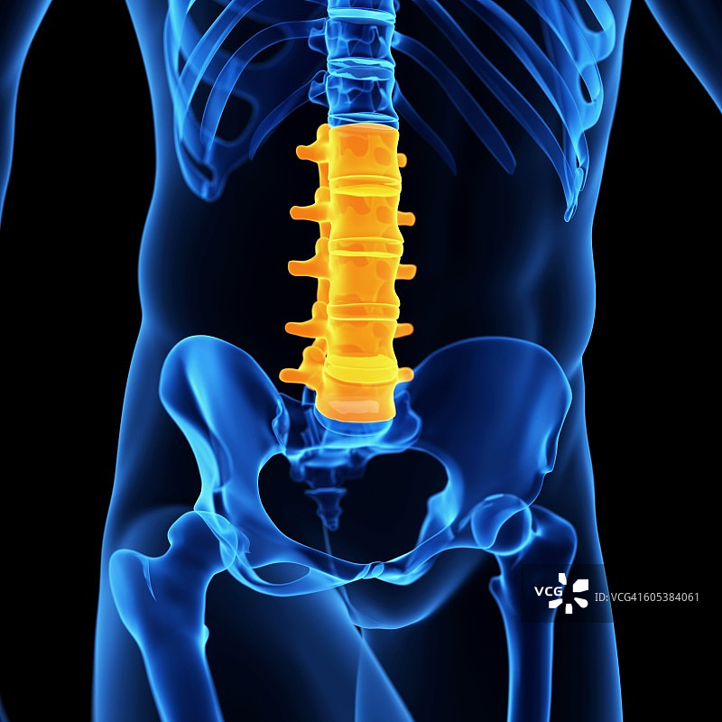 腰椎插图图片素材