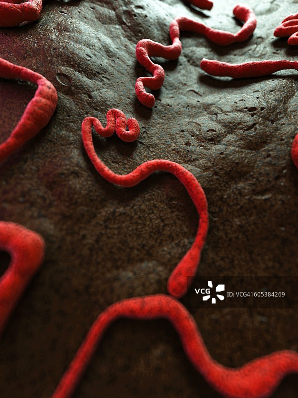 埃博拉病毒示意图图片素材