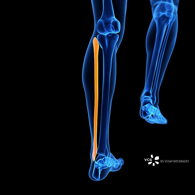 人类腿骨插图图片素材