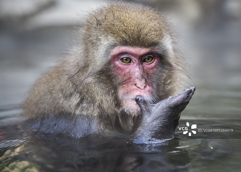 日本长野温泉雪猴图片素材
