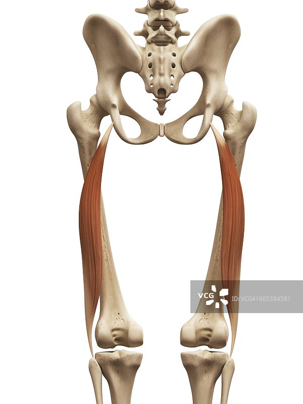 人类大腿肌肉，插图图片素材