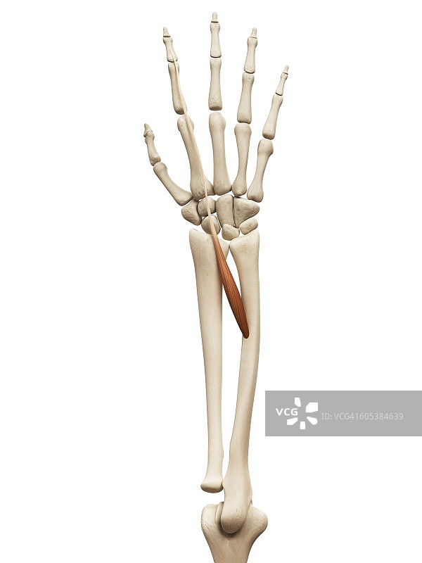 手臂肌肉插画图片素材