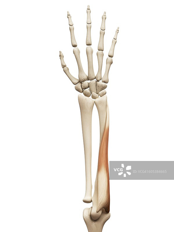 手臂肌肉插画图片素材